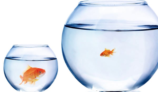 Small goldfish in large bowl of water next to large goldfish in small bowl of water
